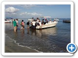 Dolphins watch / Observation dauphins