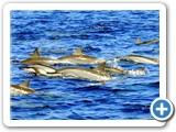 Dolphins watch / Observation dauphins