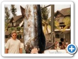 1276 lbs Marlin