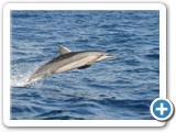 Dolphin / Dauphin