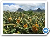 Plantation d'ananas / pineapple