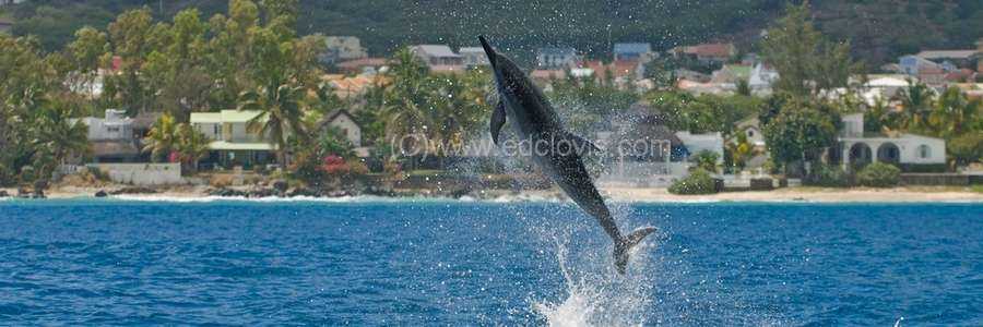 amelia tour, ile maurice