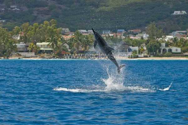 dolphin cruise