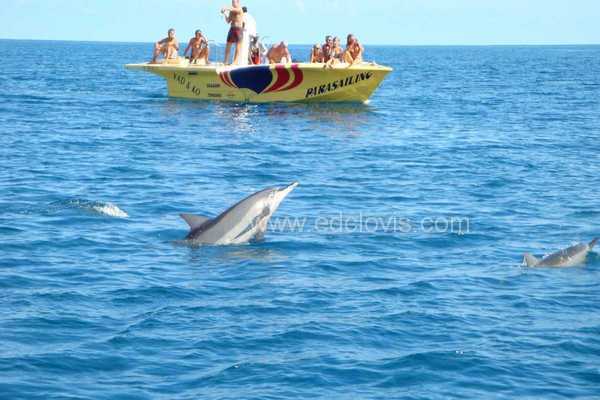 Observation et nage avec dauphins, ile maurice